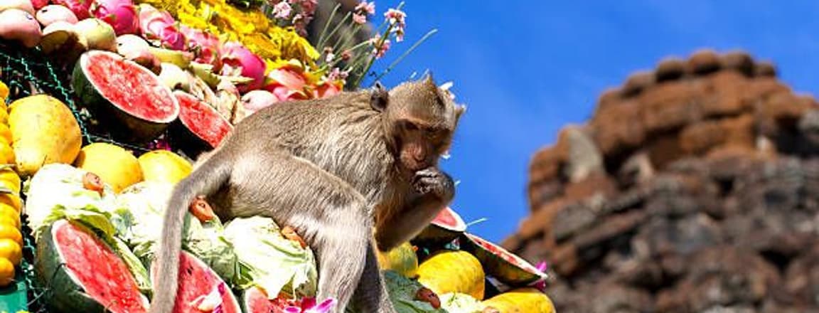 Lopburi Monkey Festival