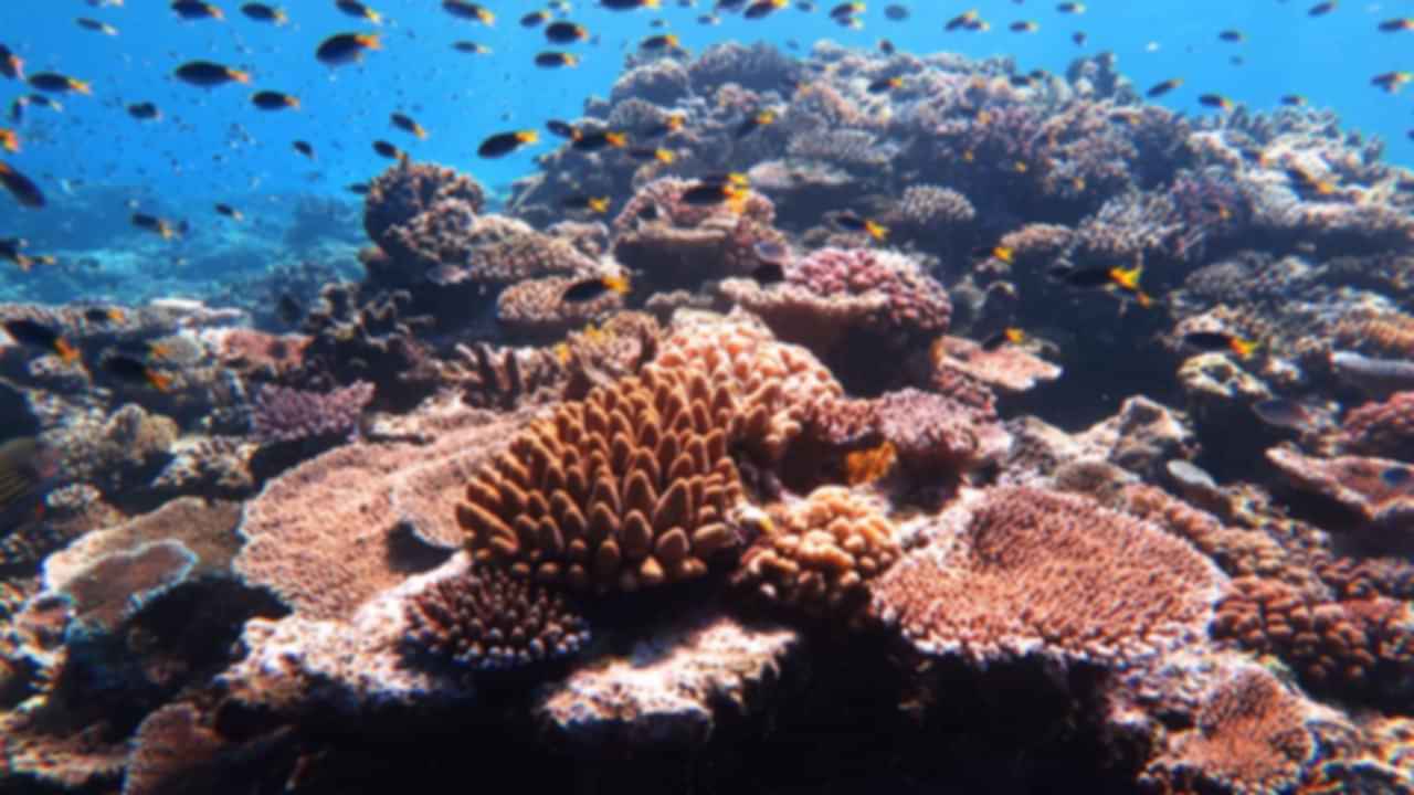 https://images.pickyourtrail.com/maldives_house_reef_6f50b7c9a7.jpg?dpr=1&q=40
