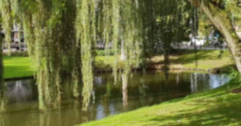 netherlands_9_2418847486.jpg