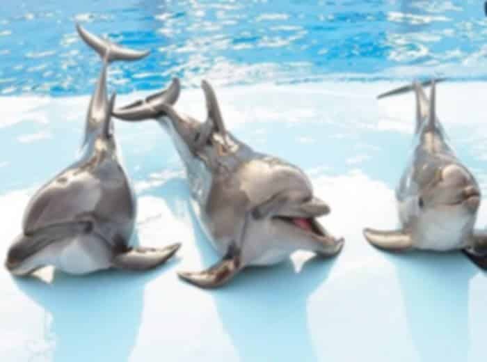 Dolphinarium Pattaya 2026: Ticket Prices, Show Timings & Complete Visitor Guide