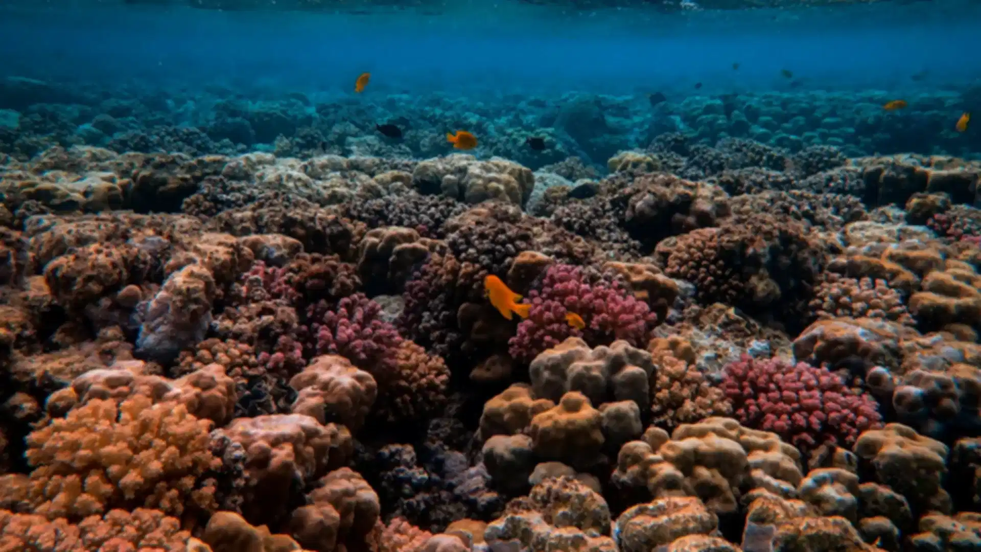 Snorkelling in Pattaya : Ultimate Guide to Islands, Reefs & Marine Life