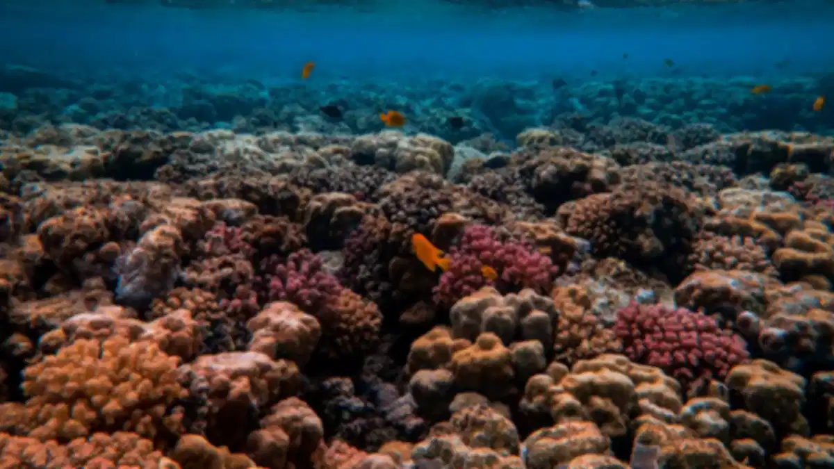 Snorkelling in Pattaya : Ultimate Guide to Islands, Reefs & Marine Life