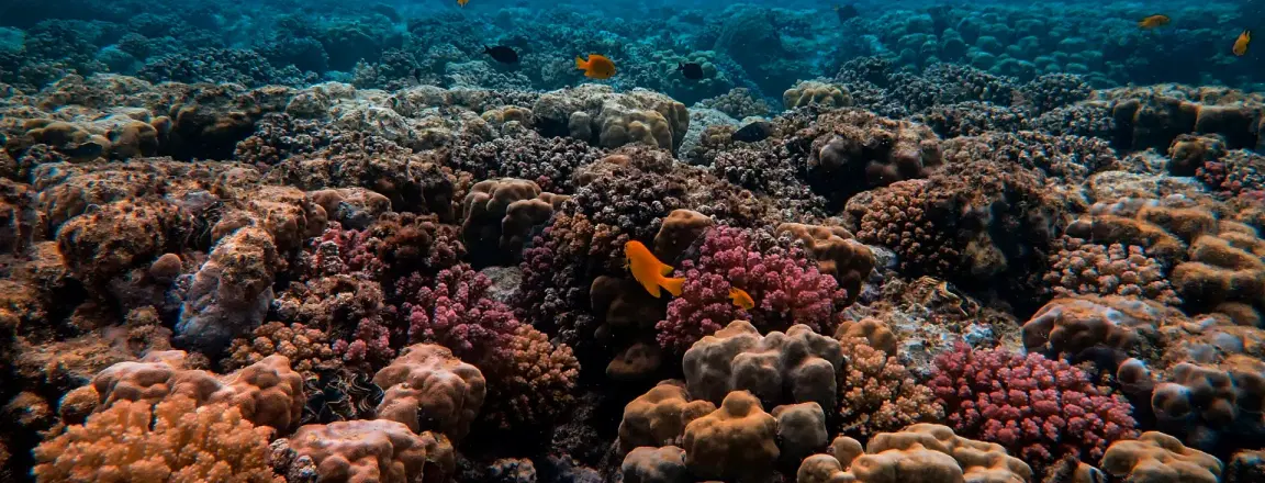 Pattaya Snorkelling Tour