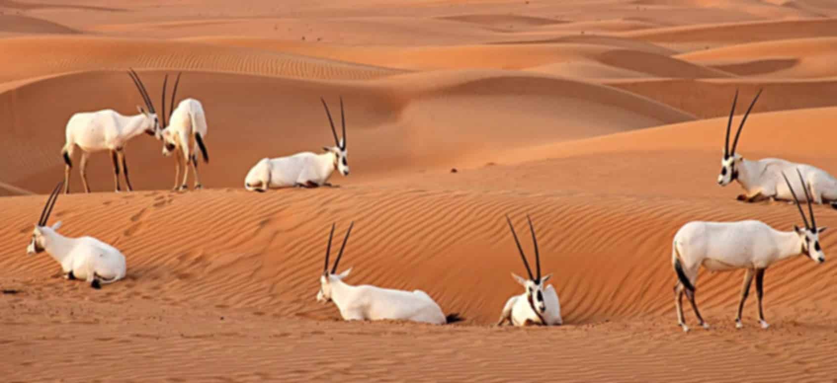 Al Marmoom Conservation Reserve, Dubai 