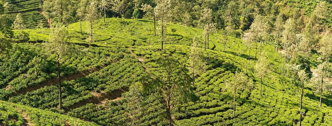 Places to visit in Nuwara Eliya