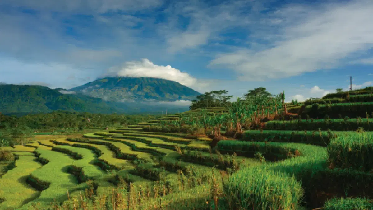 rice terrace walk