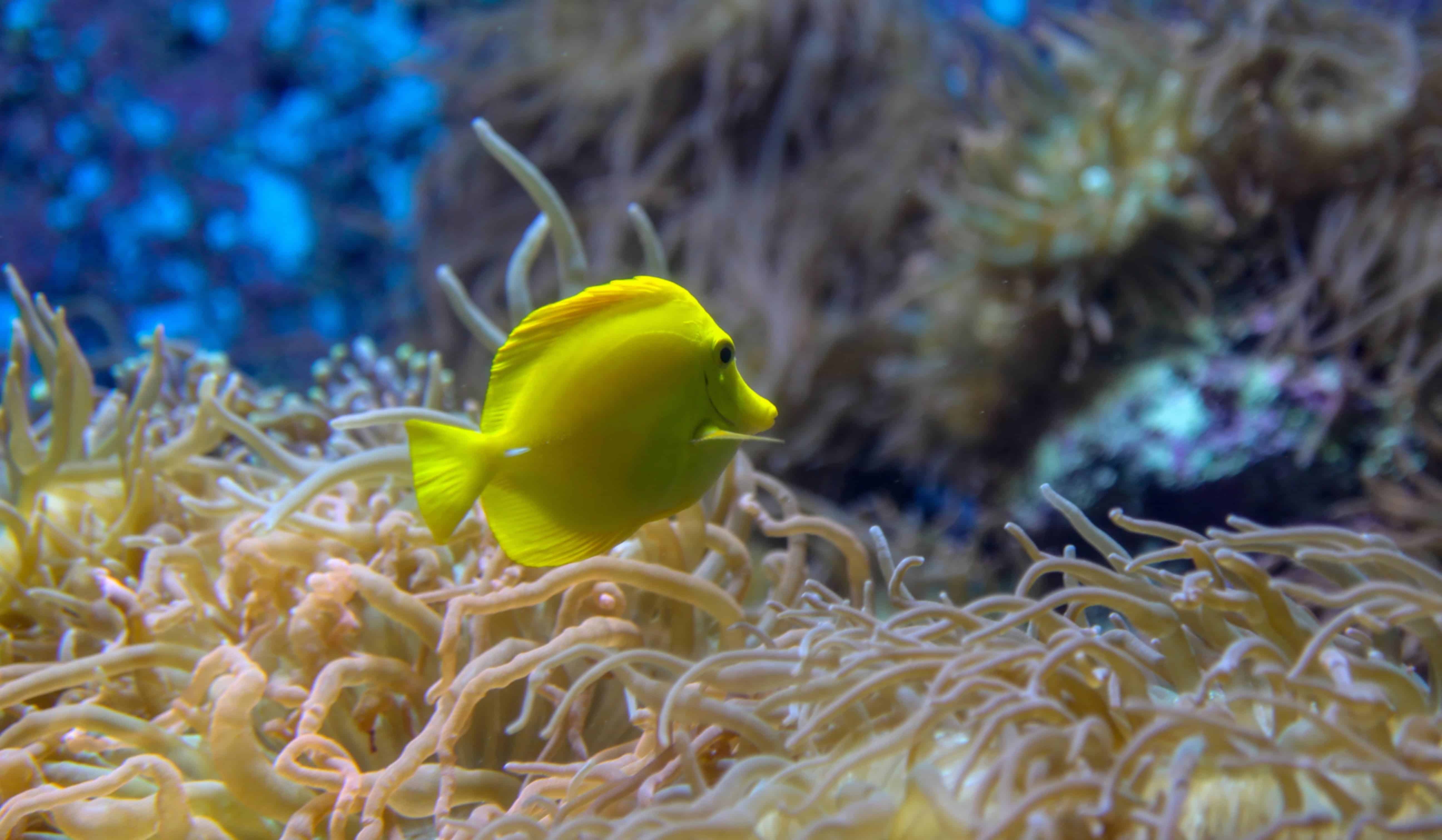Singapore Oceanarium (Formerly S.E.A. Aquarium) Guide: Tickets, Top Attractions & Things to Do in Sentosa