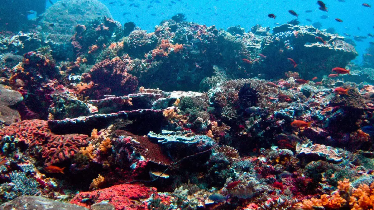 snorkelling in bali