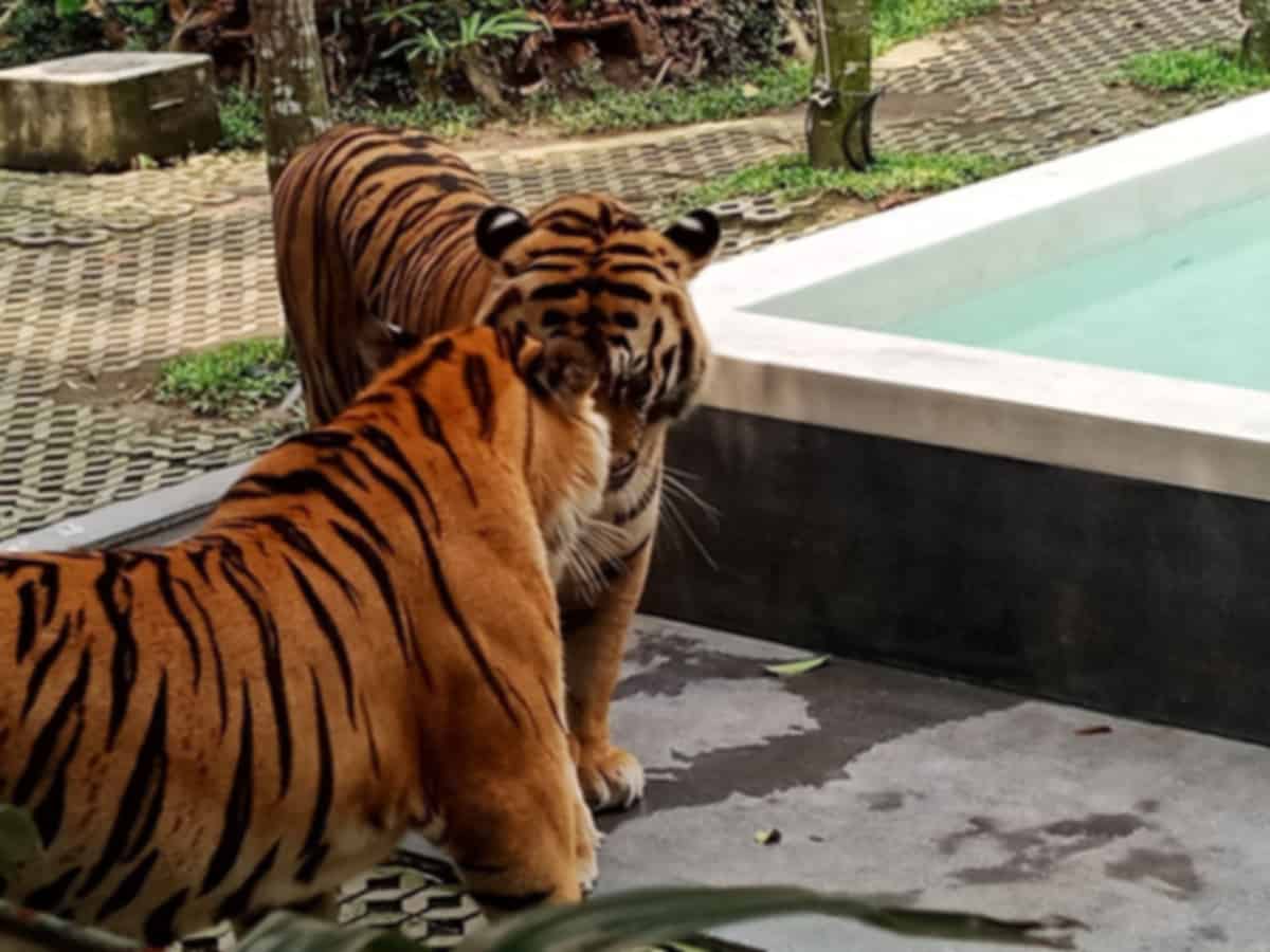 Tiger Park Pattaya: Complete Wildlife Experience, Tickets & Visitor Guide 2026