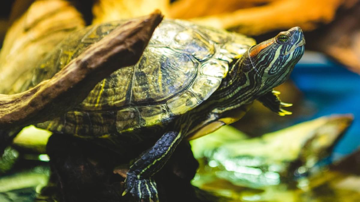 Turtle