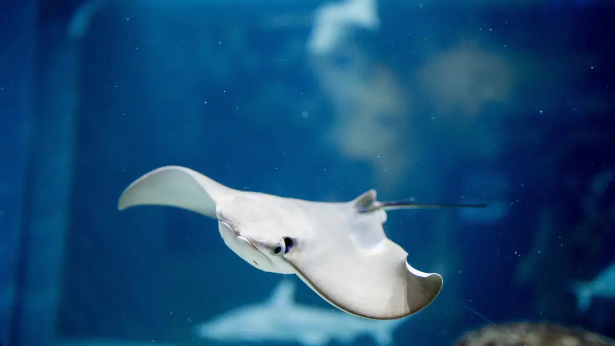 underwater zoo in Dubai