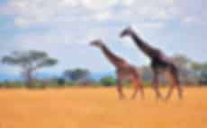 Africa